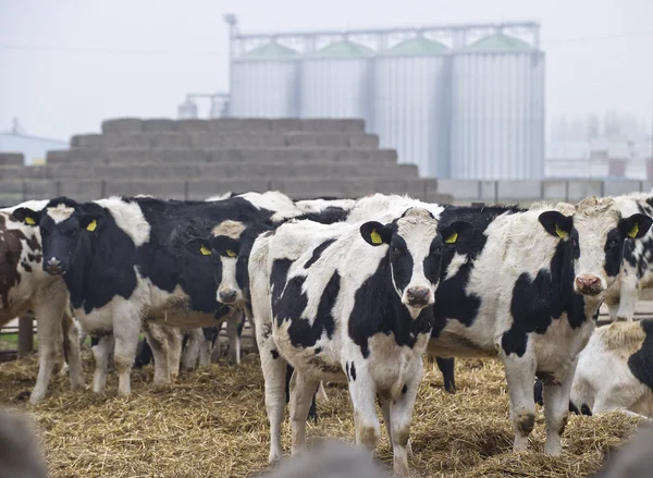 Herd of cows on the farm