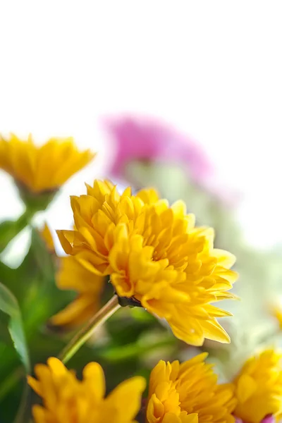 Mums flowers on white background