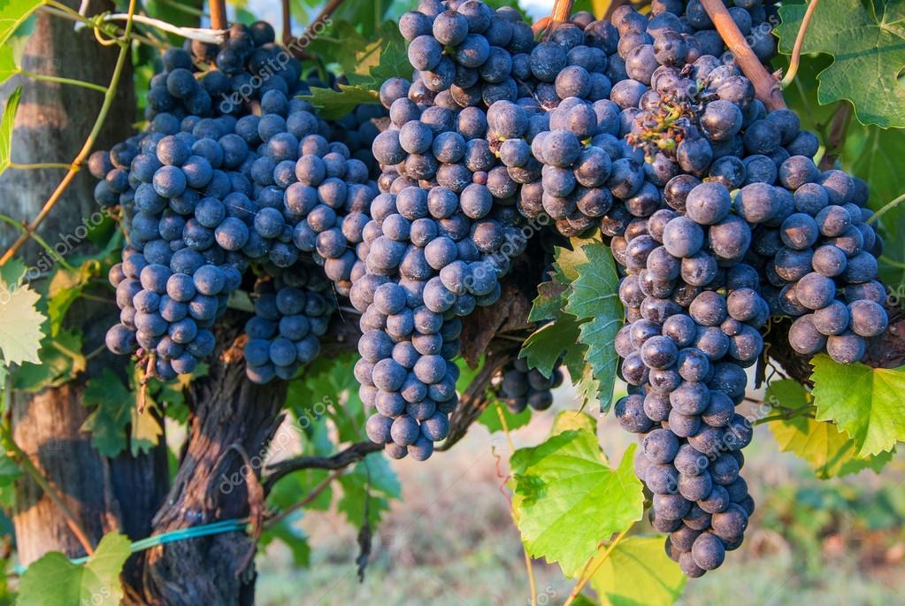 Bunches of Red Wine Grapes on Vines in Italy — Stock Photo