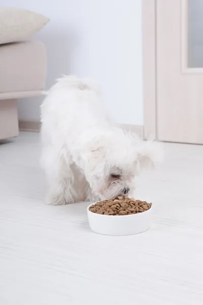 Dog eating dry food