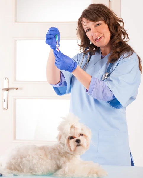 Woman vet holding a dog