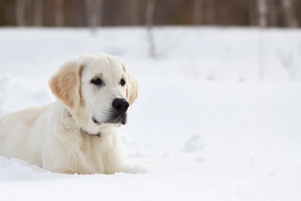 Winter Labrador retriever puppy dog