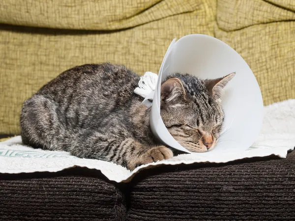 Sleeping cat with an Elizabethan collar