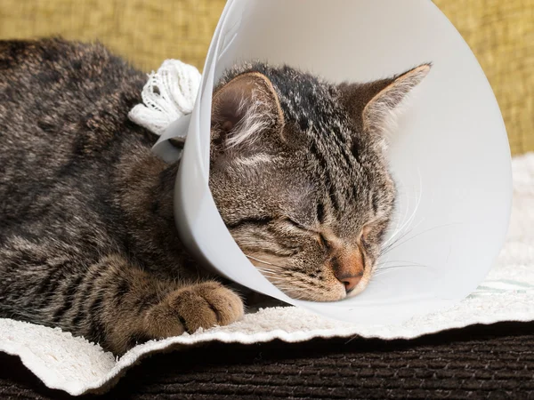 Cat with an Elizabethan collar inside home