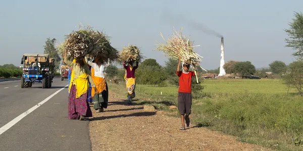 Group of Indian carrying fire wood.