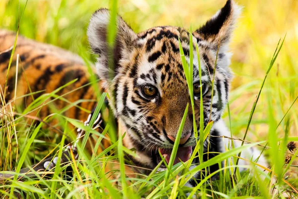 Baby tiger portrait