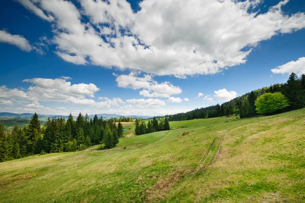 Green flower meadows in the Carpathian mountains
