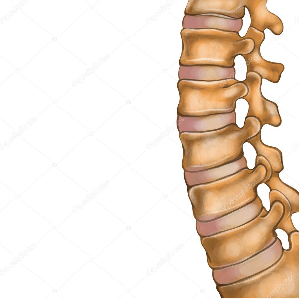 Colonne vertébrale humaine — Image vectorielle BlackSpring1 © 24745049