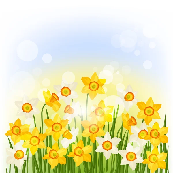 Spring flowers narcissus natural background.