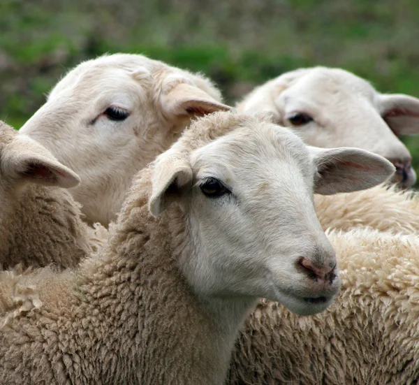 Close up of a lamb, sheep