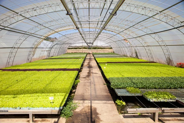 Industrial plants cultivation