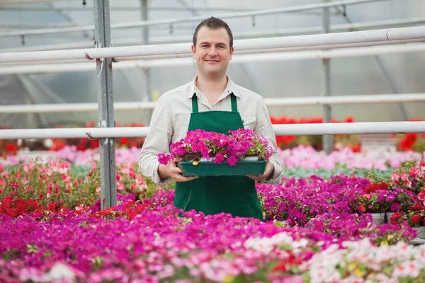 Man holding array of flowers in greenhouse