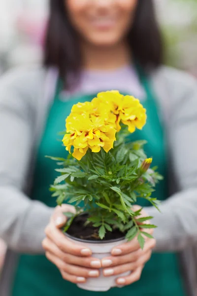 Woman presenting a yellow flower