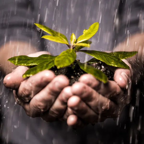 Close up of hands holding seedling in the rain