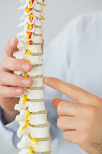 Close up of male doctor's hand touching skeleton model