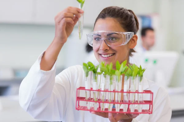 Female scientist analyzing young plants at lab