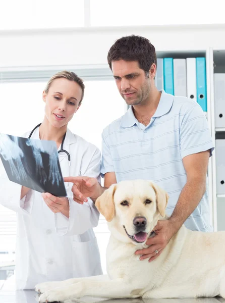 Vet and owner discussing Xray of dog