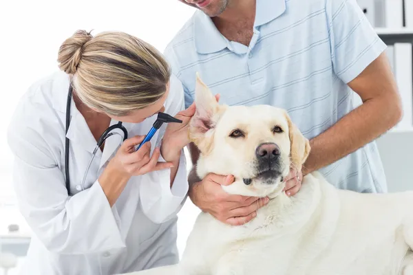 Veterinarian examining ear of dog with owner