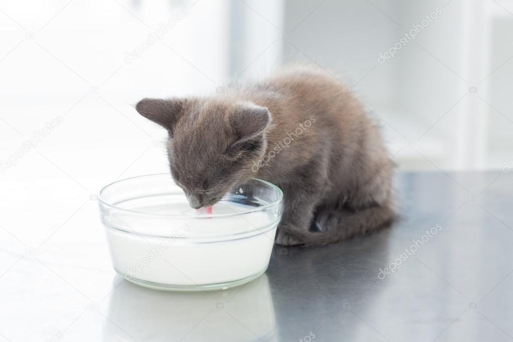 Kitten drinking milk from bowl — Stock Photo © Wavebreakmedia 42929077