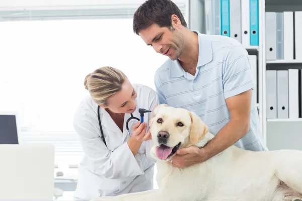 Veterinarian examining ear of dog