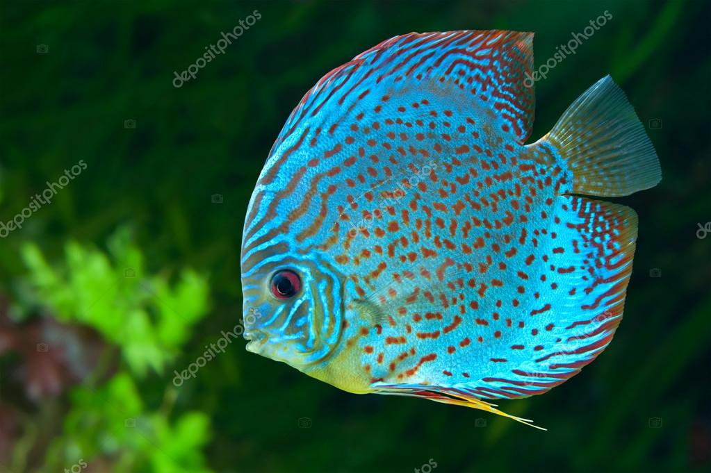 http://st.depositphotos.com/1521819/1846/i/950/depositphotos_18465339-Blue-spotted-fish-Discus-in-aquarium.jpg
