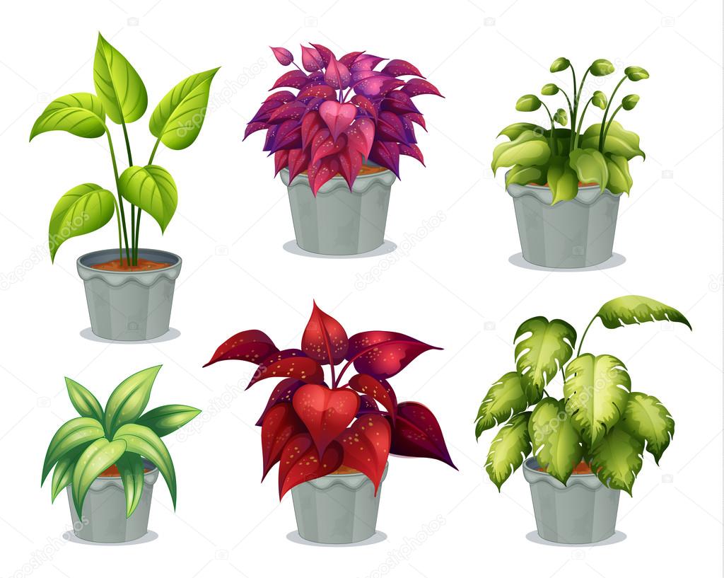 LAS PLANTAS SIN FLORES las plantas sin flores: