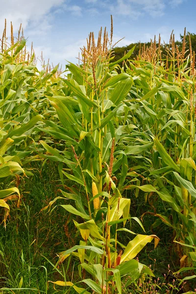 Field corn animal feed for making silage