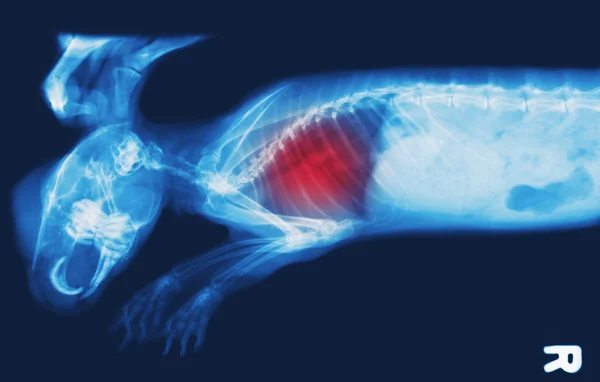 X-ray image of bunny, chest X-rays show pulmonary disease