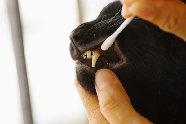 Care for cat teeth,Veterinarian cleaning teeth on a cat