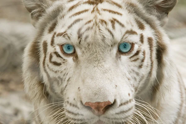 Close up albino tiger face