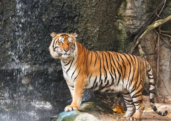 Portrait of Bengal tiger