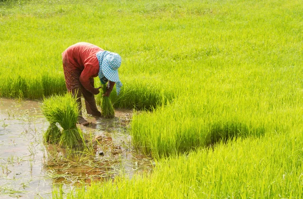 Thai farmer preparation rice seedlings for planting