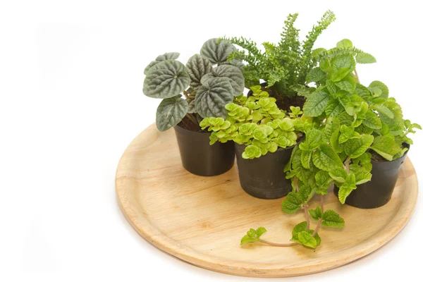 Group of house plants in a wooden tray