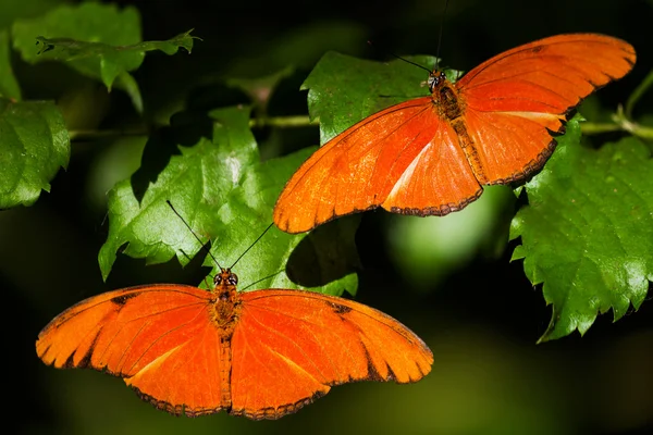 Two orange butterflies in butterfly house