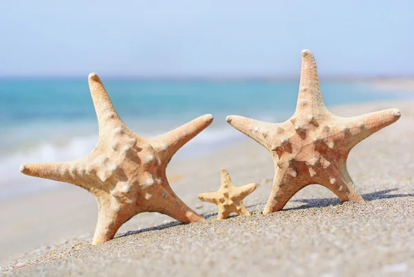 Family holiday concept - sea-stars walking on sand beach against