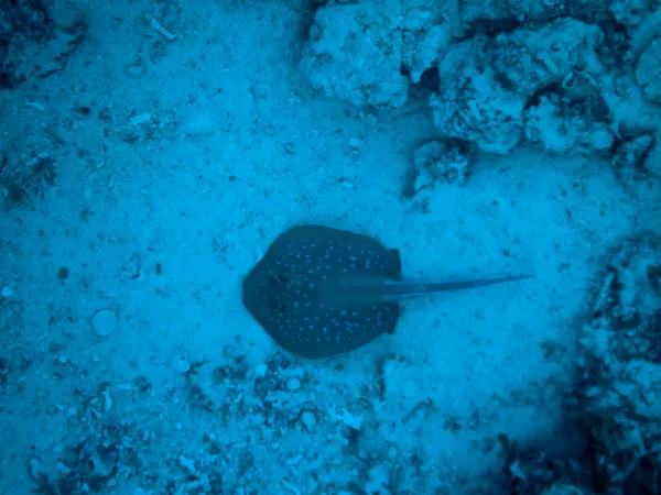 Taeniura lymma in Red Sea