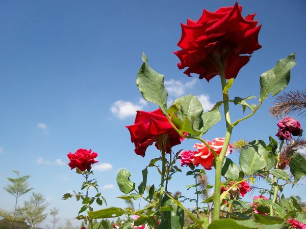 Rose flower blue sky
