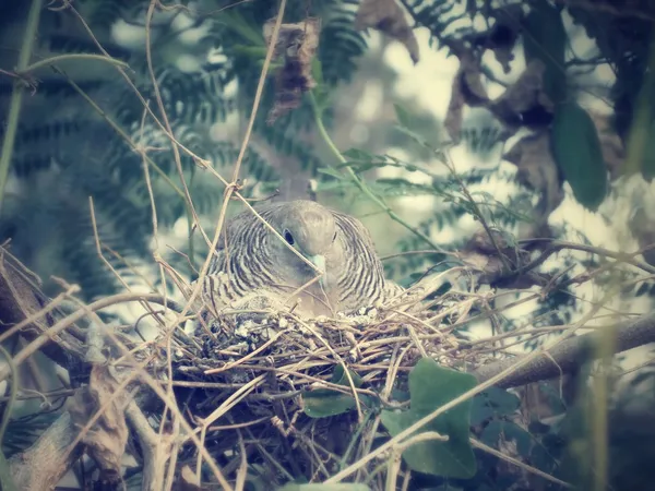 Pigeon in a nest .