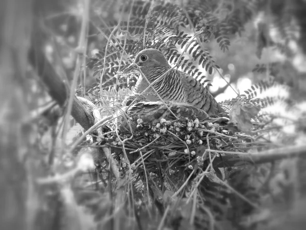 Pigeon in a nest