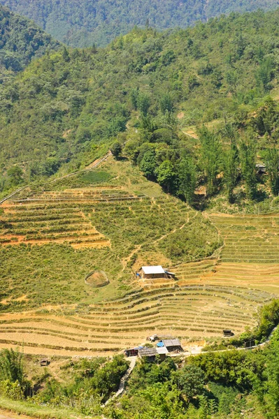 Mountain scene of rice crops