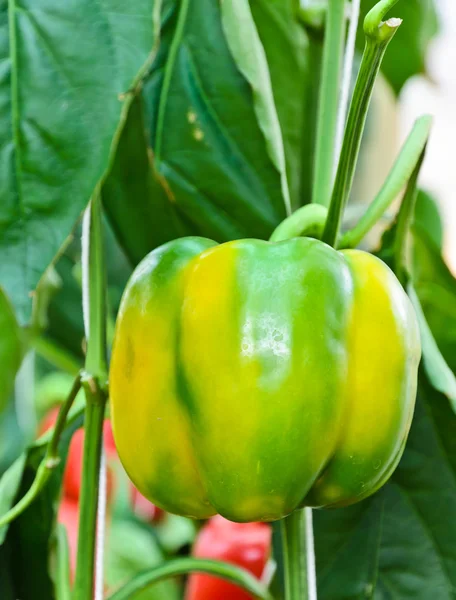 Bell pepper plant