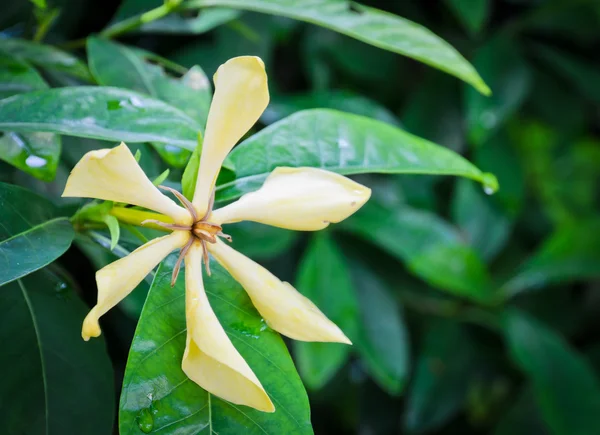 Gardenia Flower