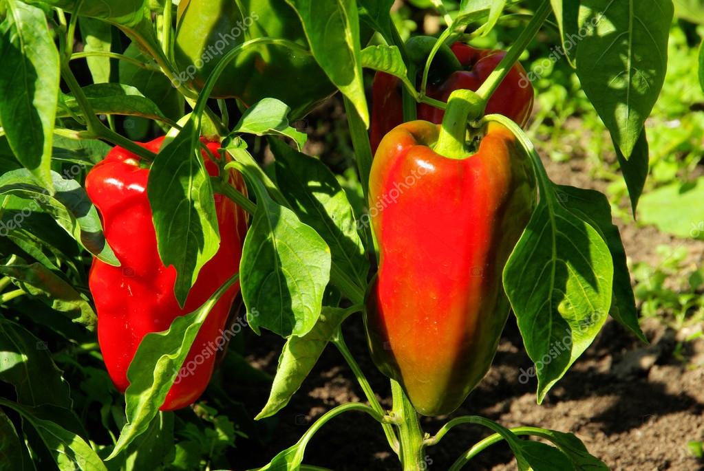 Paprika Pflanze paprika plant 02 — Stockfoto © Kassandra2 13183929