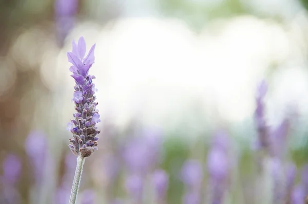 Single Lavender with white copyspace
