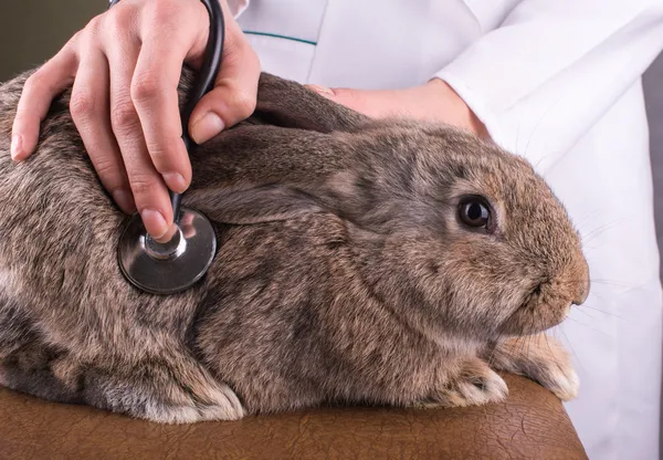 A female vet holding a rabbit