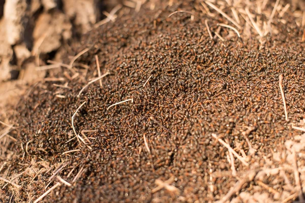 Anthill macro photo, big anthill close up, ants moving in the anthill, selective focus