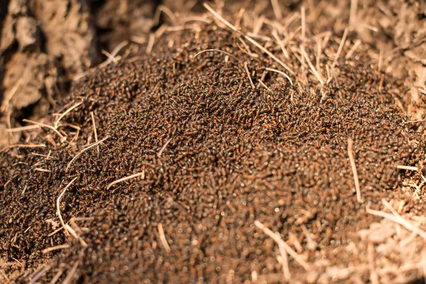 Wood ants in the anthill macro photo