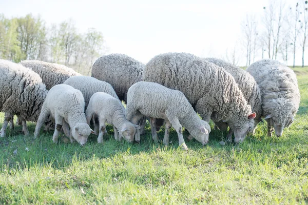 Lamb grazing in rural field