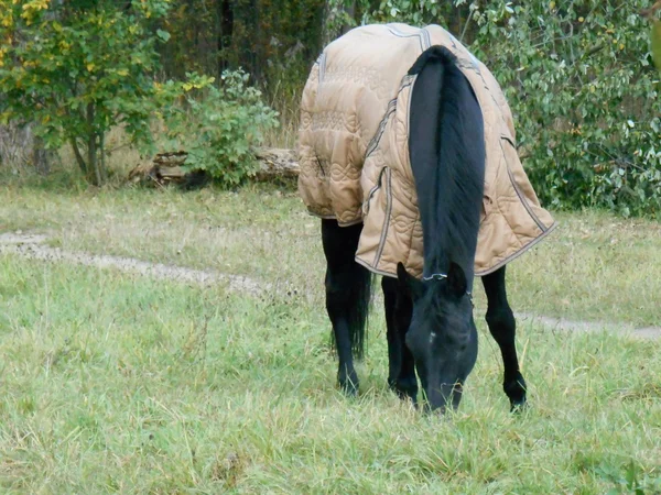 Black horse in a blanket in the park on the green grass