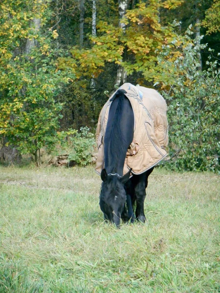 Black horse in a blanket in the park on the green grass